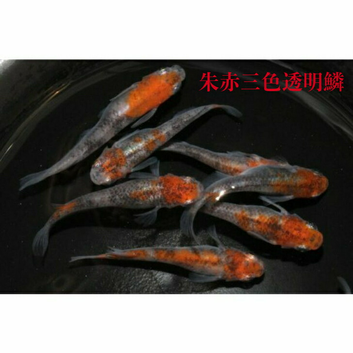 朱赤透明鱗メダカ 三色系
